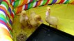 Aylesbury ducklings feeding