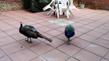 Peacocks In 4K Resolution 2160 Ultra High Definition UHD LG G3 HDR