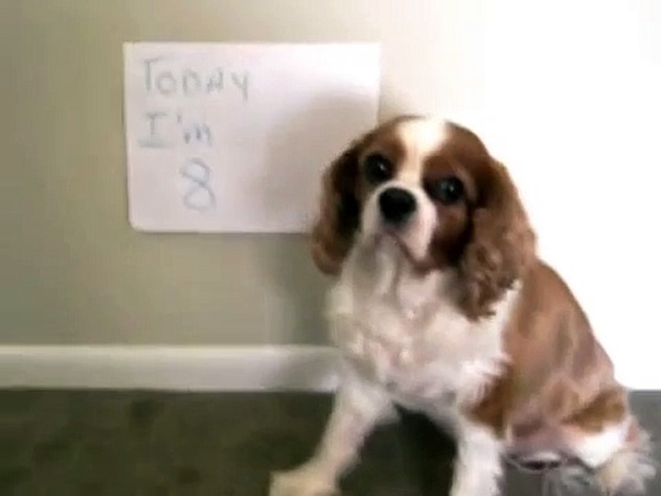 Winston The Cavalier King Charles Spaniel is 8 years old today