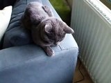 Russian Blue Cat