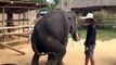 Thai elephant, don't lose any elephant in the elephant Thailand