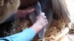 Miniature Horse Birth: Foaling out Painted Sun's Country Boy