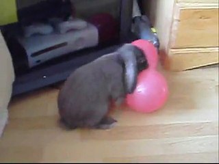 Sam the horny bunny humps balloons