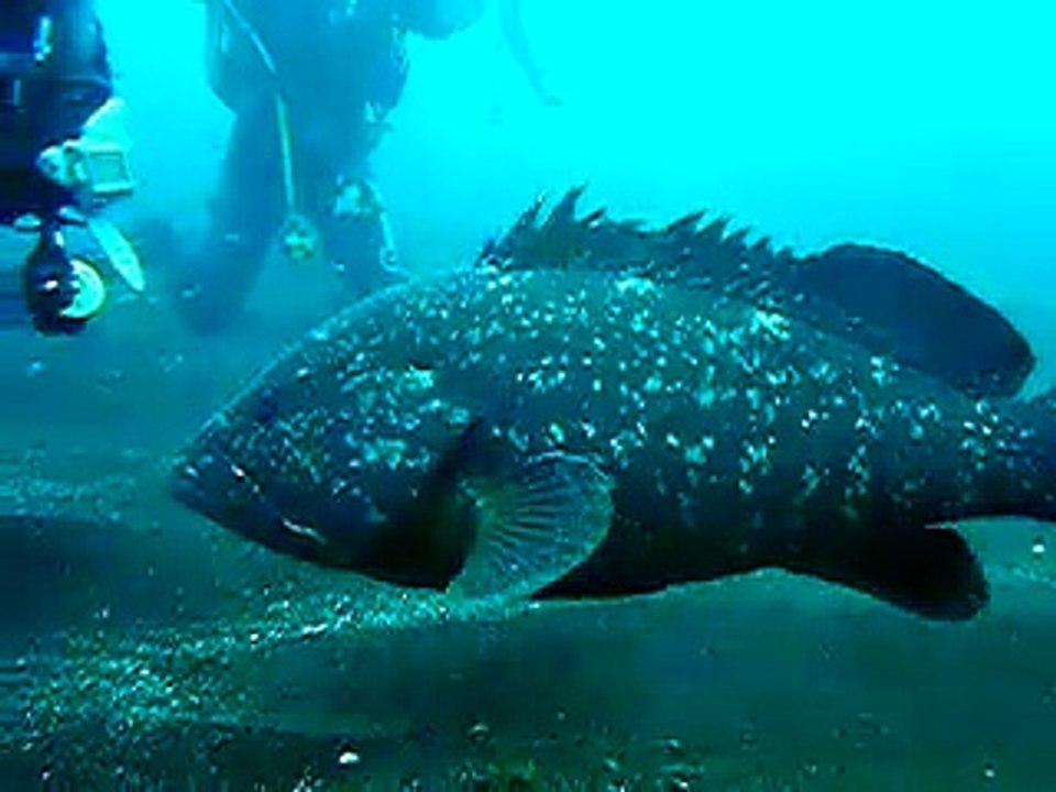 Mero "pancho" El Hierro (Canary Islands)