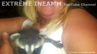 FUNNY BABY ANIMALS the baby raccons woodcutter
