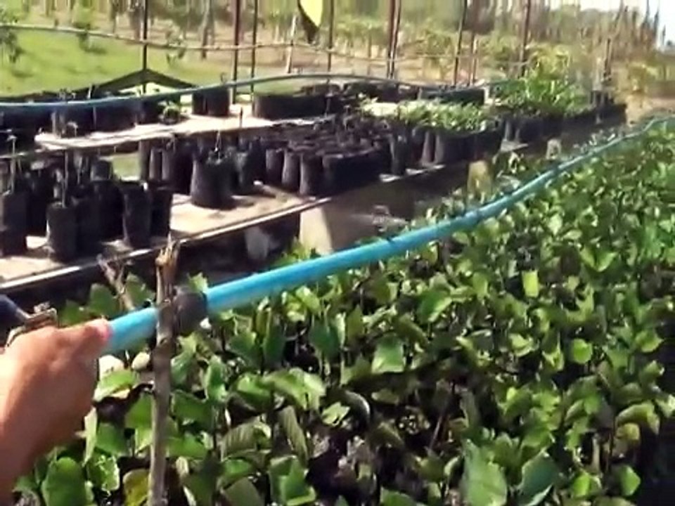 Siembra de La Guayaba "Enana Cubana" - El Real, Edo.Barinas, Venezuela