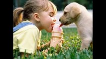 Immagini Del Cane Per I Bambini — Piuttosto Immagini Di Animali Domestici