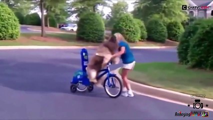 Funny Animal Videos - Best Funny Animals compilation 2015 Must Watch