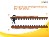 DNA replication of prokaryotes 1