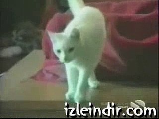 Pisici amuzante