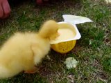 Çılgın (ve son derece aç) ördek yavruları