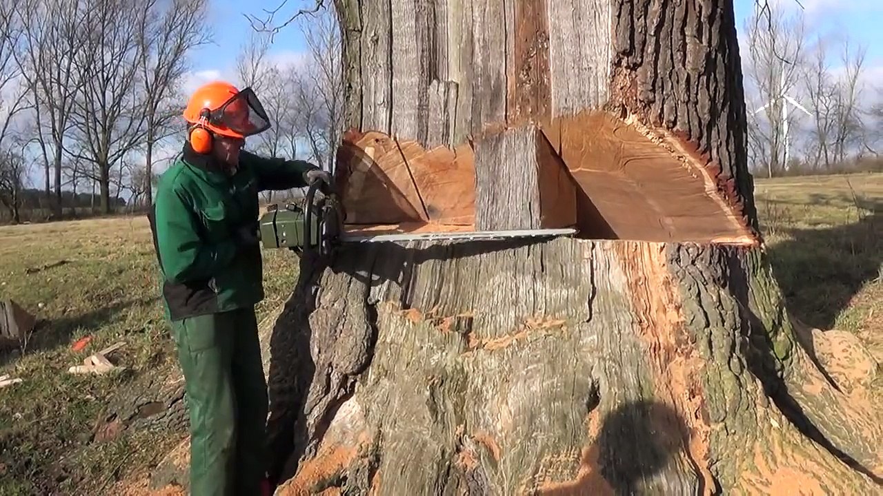 Eine trockene Eiche fällt