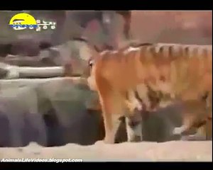 Biggest Wild Animal Fights To Death - Vahşi Hayvanların Ölümüne Dövüşü