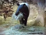 New Malayan Tapir at Denver Zoo