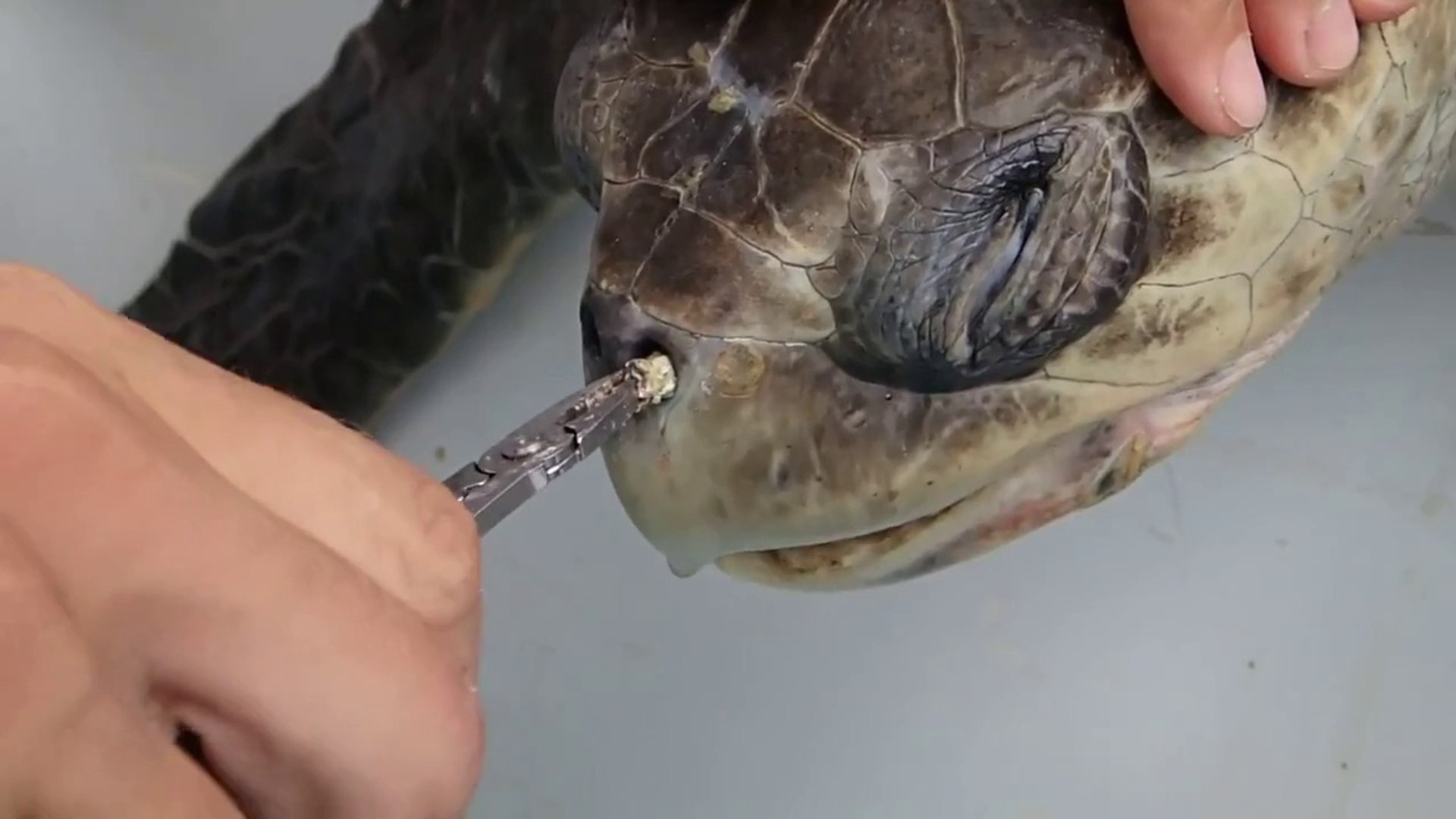 Plastic Straws Help Sea Turtles Drink Water Better – The Sundial Humor  Magazine