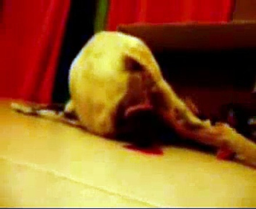 parto de bulldog frances(paris)