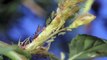 Aphids on rose with hoverfly larva. Time lapse garden pest natural control