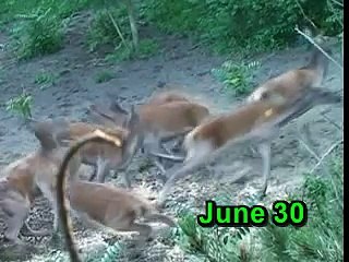 Jagd auf Rothirsch mit Bogen in Ungarn  - bowhunting stag in Hungary