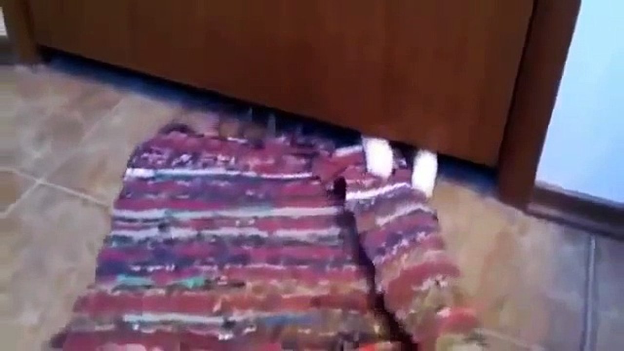 Vicces állat videók - 2014