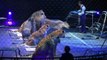 CRAZY Lion and Tiger Tamer - Circus 2012