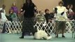 The 2008 ASC Flushing Spaniel Dog Show... Best in Show