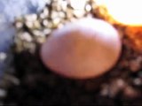 Candling Bearded Dragon Eggs
