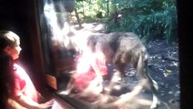 Mexican Grey Wolf at Cleveland Zoo