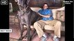 WOW...!!! Tallest dog ever - Guinness World Records