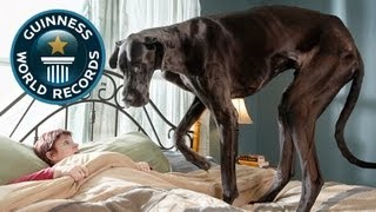 World's Tallest Dog - Meet The Record Breakers - Guinness World Records