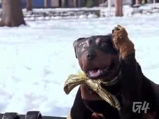 Triumph the Insult Comic Dog on AOTS