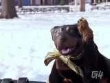 Triumph the Insult Comic Dog on AOTS