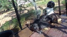 Ostrich & Emu bath time! Big chicks cool down in the hot sun