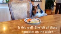 Funny Dog Eating Food | Smart dog
