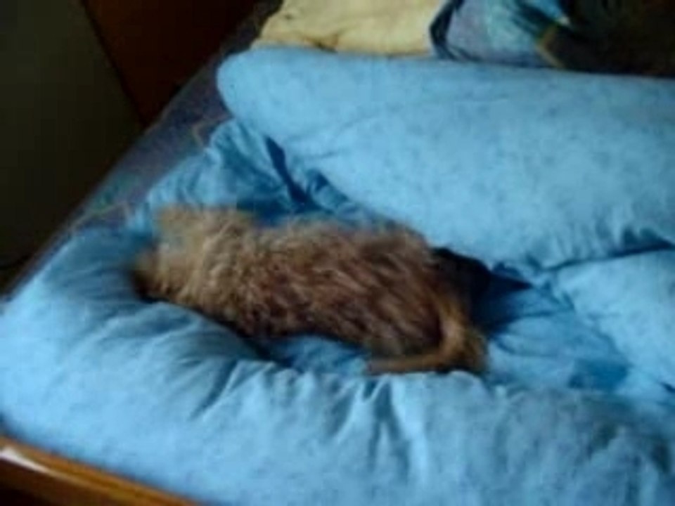 Chien fou
