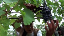 Senza Trucco - Le donne del vino naturale Trailer ufficiale
