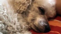 PERRITO POODLE DURMIENDO   FUNNY ANIMALS BLOOPERS   FUNNY ANIMAL CLIPS   CHASCARROS