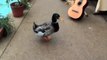 PATO   FUNNY ANIMALS CLIPS   FUNNY ANIMAL BLOOPERS   AVE LOCA