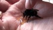 GIANT Bumble Bee Rescue & Release | Picked Up By Hand & High Five