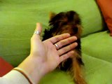 Yorkshire Terrier Mini - Mady en el sillón