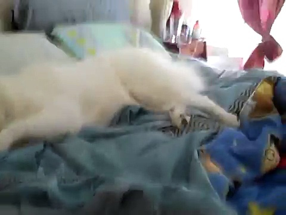 Ammy is Obedient