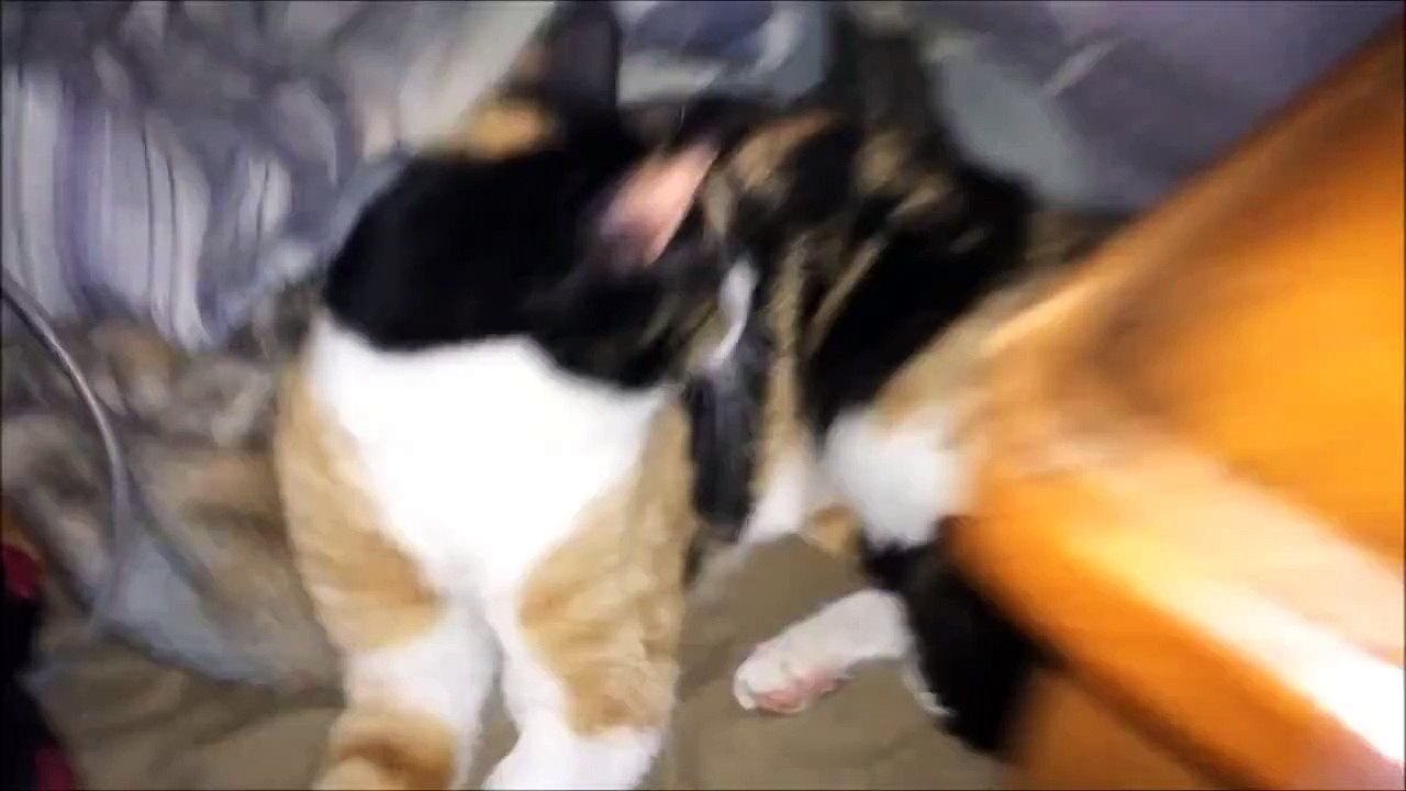 Emotionally Abusing a Cat