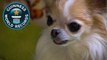 Smallest Service Dog - Meet The Record Breakers - Guinness World Records