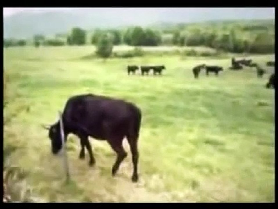 UFO entführt Kuh Argentinien 1983