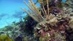 SCUBA Diving Russel Island Reef near Eleuthera, Bahamas
