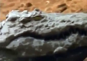 Hippo vs Crocodile Fight , Who Wins Documentary