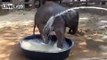 Baby elephant loves a nice shower! Documentary animal and nature