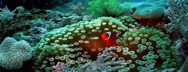 Clown Fish, My animal friends, Animals Documentary