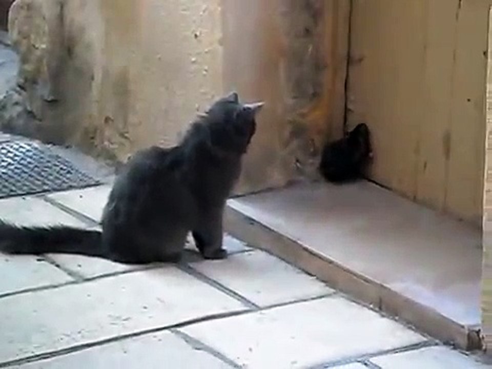 Briga de Gato e Rato, a mais recente! fight of cat and mouse