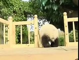 Cute pandas playing on the slide - Lindos Pandas Jugando